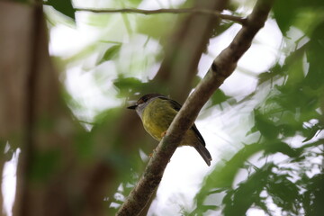 pale-yellow robin (Eopsaltria capito)  Queensland, Australia
