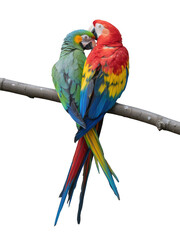 Obraz premium Two colorful parrots perched on a branch against a Transparent Background black background macaw
