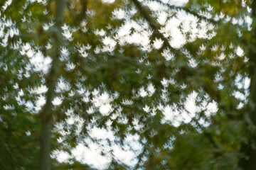Autumn tree crowns with white leaf bokeh, artistic photo for wallpapers and prints
