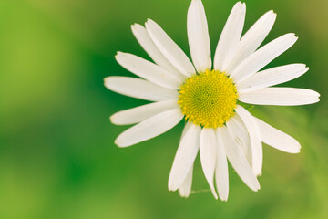 Obraz premium White delicate daisies in the wild, nature photo for wallpapers and prints