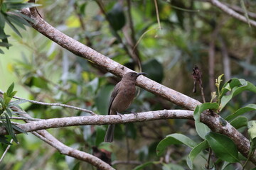 Dusky Myzomela or Dusky Honeyeater (Myzomela obscura)  Queensland, Australia