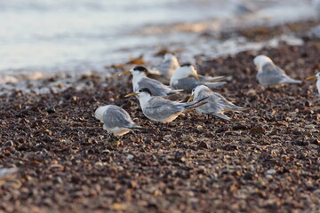 greater crested tern (Thalasseus bergii velox, Sterna bergii)  Queensland, Australia