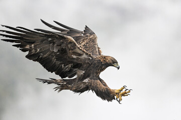 Golden Eagle Precision in the Sky