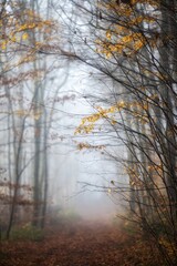 autumn in the forest