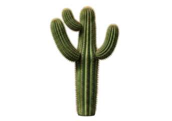 Isolated saguaro cactus, succulent plant native to the Sonoran Desert regions of Arizona