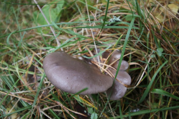 natural wild oyster mushroom in the forest