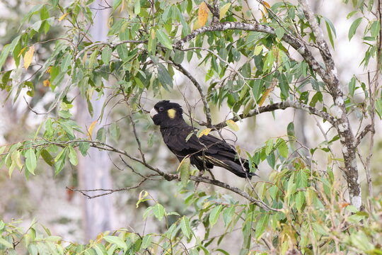 yellow-tailed black cockatoo (Zanda funerea)Queensland, Australia