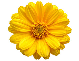 Obraz premium Single Yellow Bloom with Soft Petals, Isolated on Transparent Background
