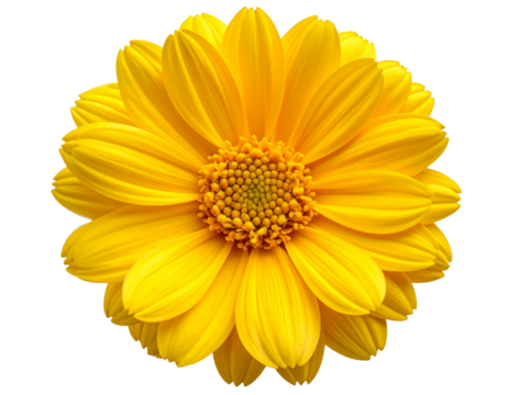 Single Yellow Bloom with Soft Petals, Isolated on Transparent Background