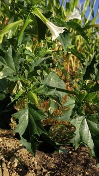 datura stramonium  thornapple  jimsonweed  or devil trumpet  poisonous flowering invasive plant  in middle of corn crop , real video footage 