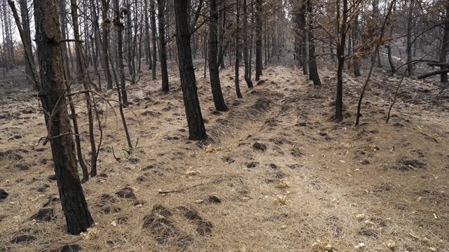 burned trees and brushs view in mountains after a fire , ecological desaster real video footage
