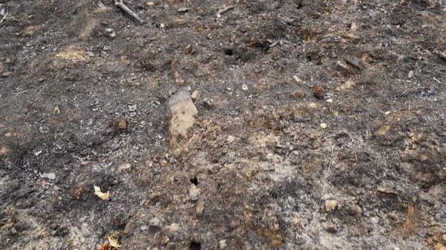 burned trees and brushs view in mountains after a fire , ecological desaster real video footage
