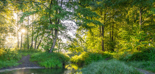 Forest with a stream running through it