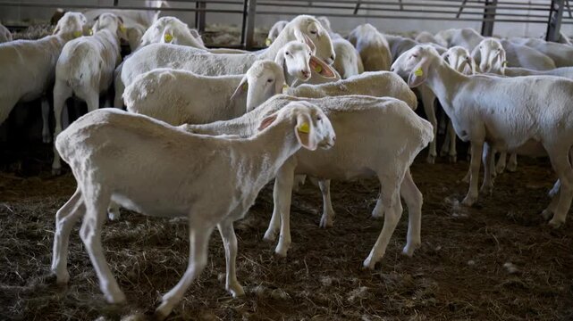 sheeps and lambs  standing in barn of farm for milk production and breeding and sale , real  video footage