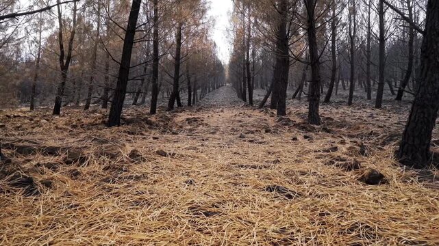 burned trees and brushs view in mountains after a fire , ecological desaster real video footage
