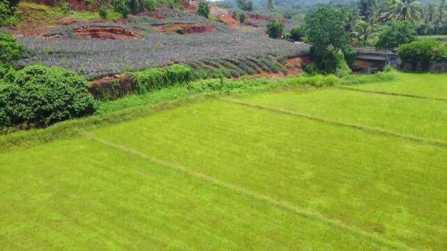 Vibrant aerial view of tiered tropical farmland: bright green paddy fields contrasting with a dark-foliage pineapple plantation on the hillside, with a stream and bridge in the background.