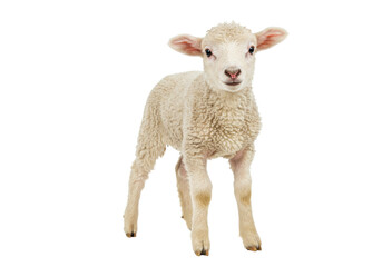 Isolated young lamb, a cute farm animal standing, adorable and sweet woolly baby sheep