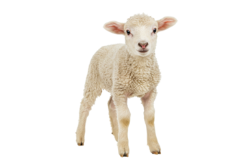 Isolated young lamb, a cute farm animal standing, adorable and sweet woolly baby sheep