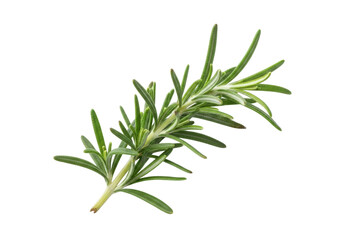 Isolated fresh rosemary branch with aromatic needle-like leaves for cooking and herbal uses