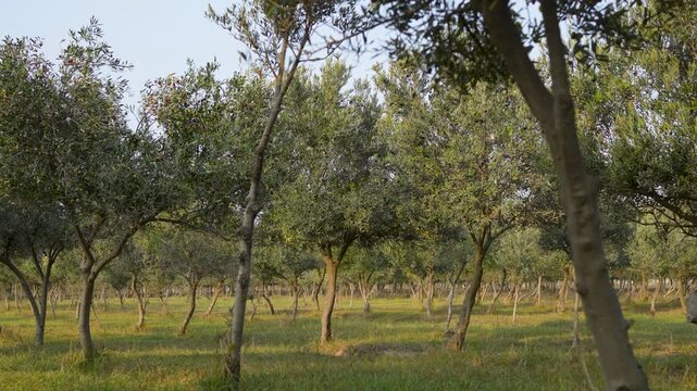 Olive grove, showing rows of olive trees with green leaves growing in a grassy field under a blue sky. Concept of harvest, agriculture, organic food, Mediterranean, olive farm.