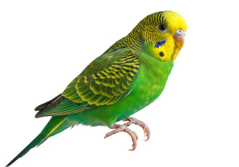 Isolated Colorful Budgerigar Bird Perched, Green and Yellow Feather Details, Parakeet