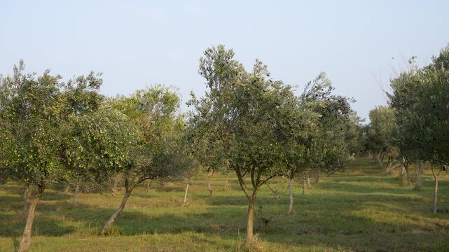 Olive grove, showing rows of olive trees with green leaves growing in a grassy field under a blue sky. Concept of harvest, agriculture, organic food, Mediterranean, olive farm.