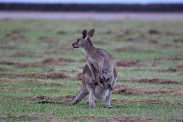 eastern grey kangaroo  Queensland Australia