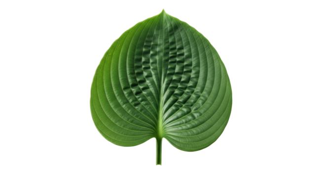 Isolated, single Hosta leaf with deep green color and prominent veins for botanicals