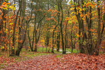 Colorful autumn forest with fallen leaves and winding path during a sunny afternoon