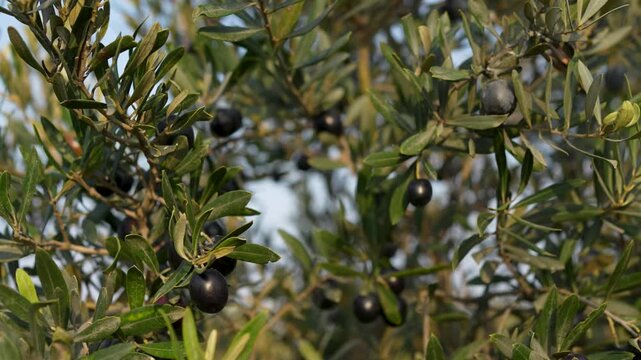 Close-up of ripe black olives nestled among the green leaves on the branches of an olive tree. Concept of olive harvest, agriculture, organic food, Mediterranean, olive farm.