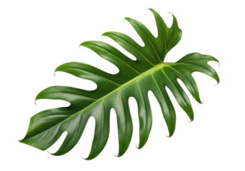 Isolated Monstera leaf philodendron split-leaf shape, evergreen tropical plant, rainforest foliage