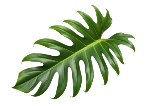 Isolated Monstera leaf philodendron split-leaf shape, evergreen tropical plant, rainforest foliage - Powered by Adobe