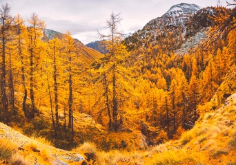 autumn landscape in the mountains