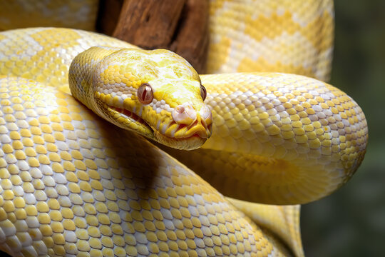 The bright yellow of albino Darwin carpet python (Morelia spilota variegata) is native to the Northern Territory of Australia.