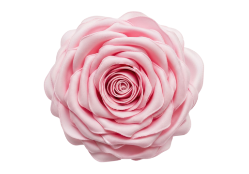 Isolated, romantic pink rose blossom, close-up, delicate petal swirls, floral beauty, spring blooms