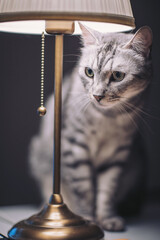 Silver tabby cat sitting quietly beside a lamp, enjoying the soft glow in a cozy indoor setting during the evening hours