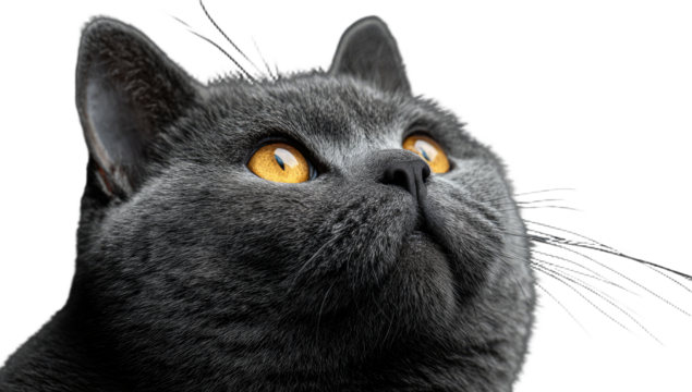 Close-up of a grey cat with bright orange eyes looking up, isolated on black