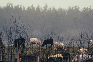 sheep in the fog