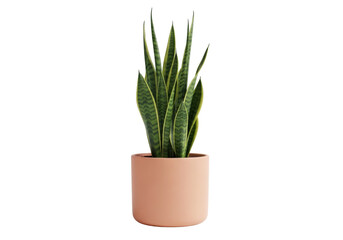 Isolated snake plant in a terracotta pot, indoor greenery with long leaves, home decor