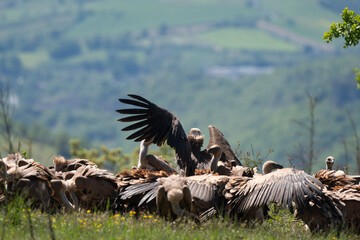 Vautour fauve,Gyps fulvus, Griffon Vulture, Parc naturel régional des grands causses 48, Lozere, France
