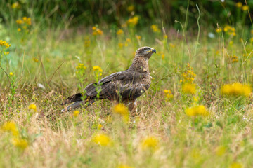 Obraz premium Milan royal, Milvus milvus , Red Kite