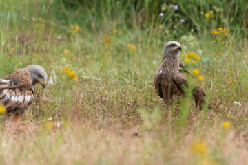 Milan royal,Milvus milvus , Red Kite