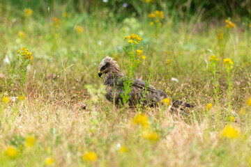 Milan royal,Milvus milvus , Red Kite