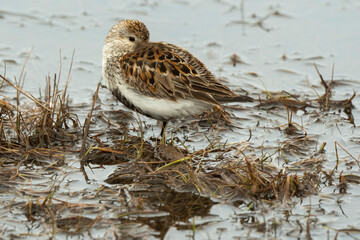 Bécasseau violet, Calidris maritima, Purple Sandpiper