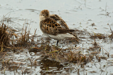Bécasseau violet, Calidris maritima, Purple Sandpiper