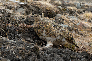 Lagopède alpin, femelle, Lagopus muta, Rock Ptarmigan
