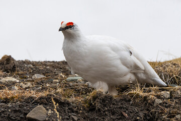 Lagopède alpin, mâle,Lagopus muta, Rock Ptarmigan