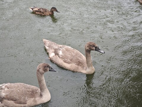 Two young gray cygnets and one mallard duck swimming together on rainy pond fluffy teenage swans still brown-grey plumage overcast day wildlife nature scene water birds family