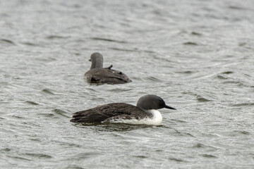 Plongeon catmarin,Gavia stellata, Red throated Loon, Spitzberg, Svalbard, Norvè