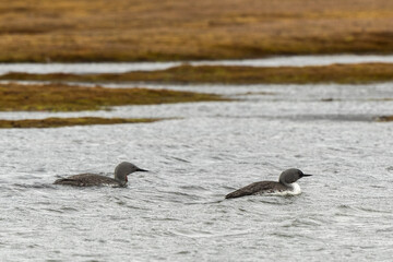 Plongeon catmarin,Gavia stellata, Red throated Loon, Spitzberg, Svalbard, Norvè